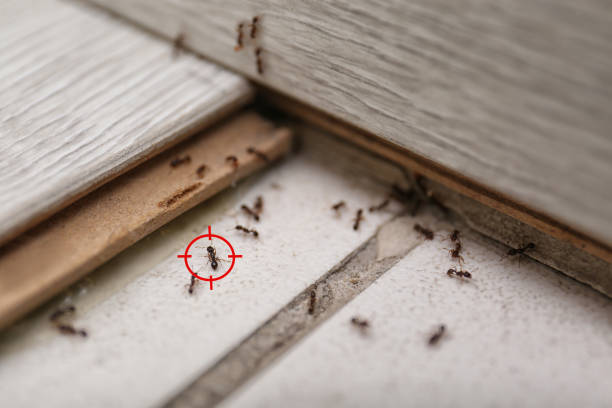 Best Termite Control Services  in Liverpool, NY