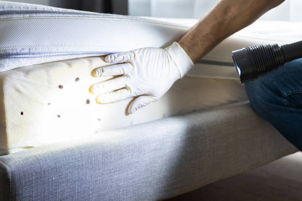 Flea Control Services in Liverpool, NY