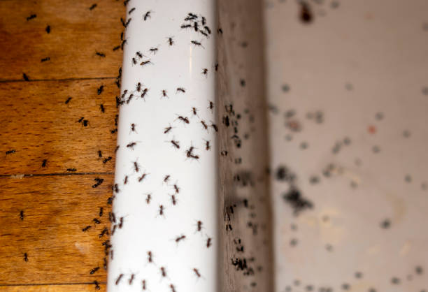 Professional Pest Control in Liverpool, NY
